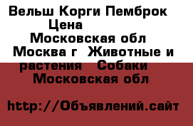 Вельш Корги Пемброк › Цена ­ 50 000 - Московская обл., Москва г. Животные и растения » Собаки   . Московская обл.